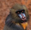 mandril