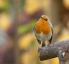 IMG_0508-1-2