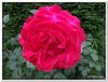 bloem00503
