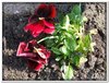 bloem00051
