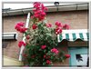 bloem00520