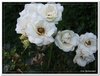 bloem00562