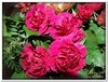 bloem00131