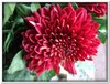 bloem00123