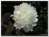 bloem00190