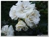 dscf3208