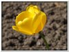 bloem00062
