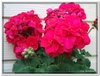 bloem00555