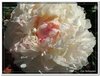 bloem00463