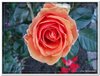 bloem00529