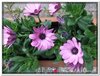 bloem00212