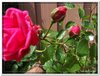bloem00489