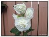 bloem00592