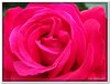 bloem00010