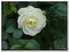 bloem00024