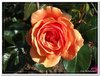 bloem00536