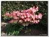 bloem00605