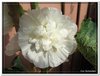 bloem00568