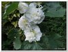 bloem00575