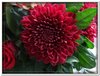 bloem00124