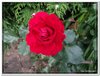 bloem00507