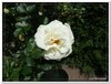 bloem00485