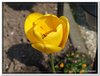 bloem00042