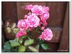 dscf1931