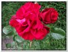 bloem00508