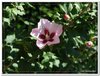 bloem00340