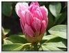 bloem00091