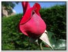 bloem00175