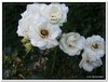 bloem00258