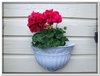 bloem00538