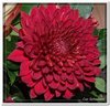 bloem00307