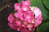 hortensia