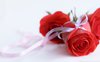 red_roses_on_white_background-wallpaper-1920x1200