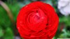giant_red_flower-wallpaper-1920x1080