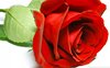 beautiful_rose_2-wallpaper-1920x1200