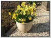Bloemen