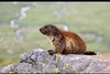 Dieren